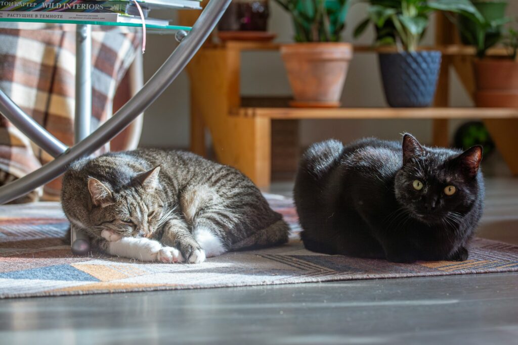 Two cats are relaxing on a rug.