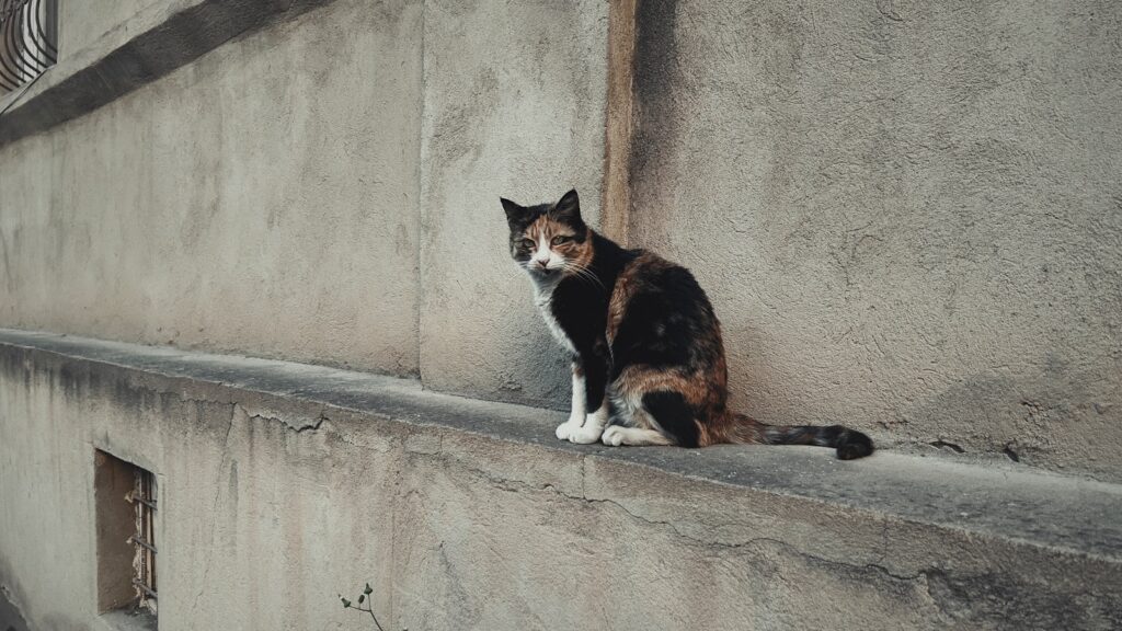 A cat sitting on the ledge of a building