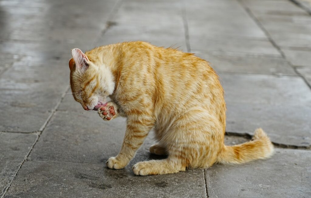 A cat is grooming itself on the sidewalk.