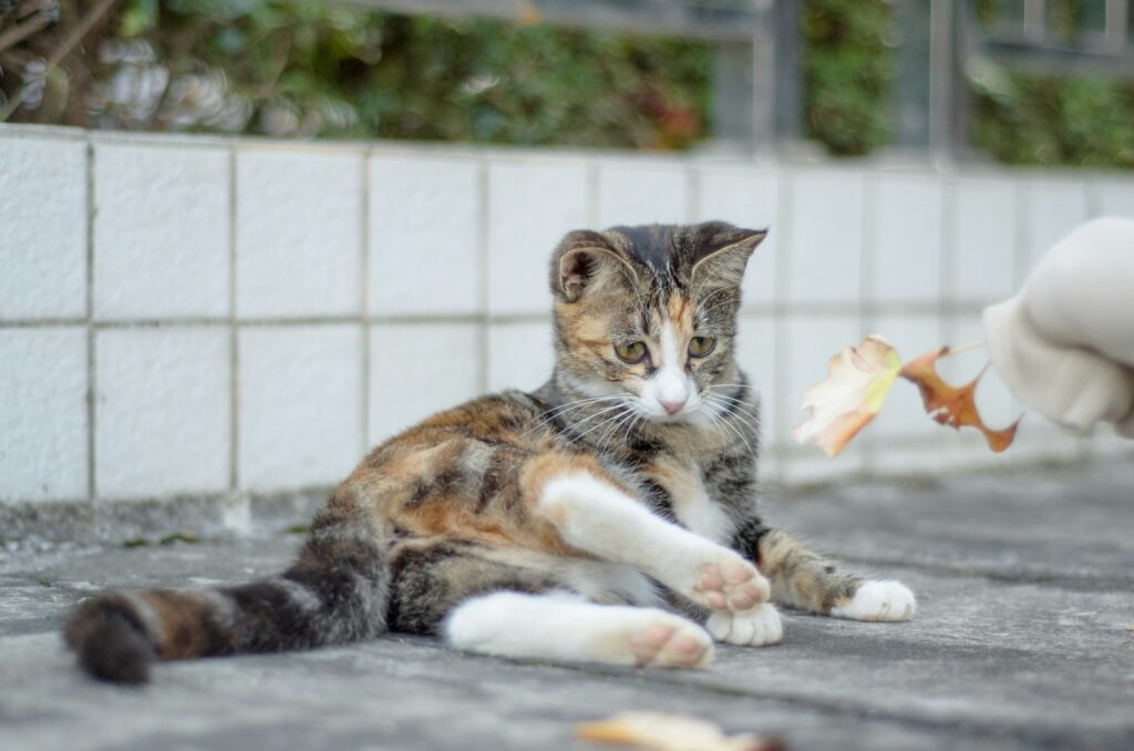 a cat laying on the ground next to a hand