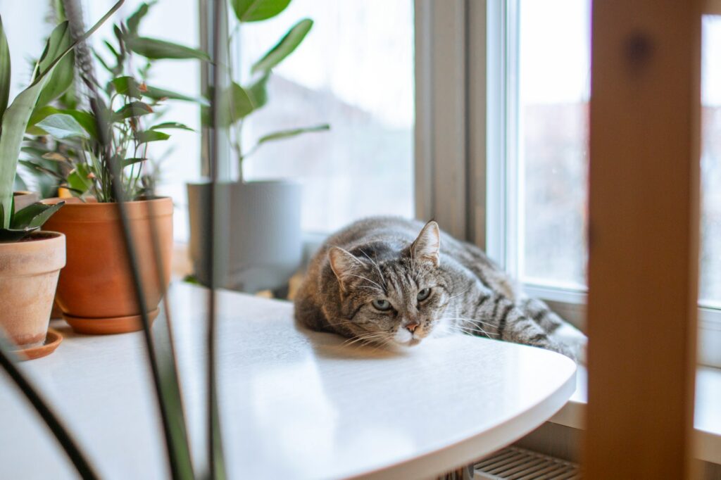A cat laying on a table next to a potted plant